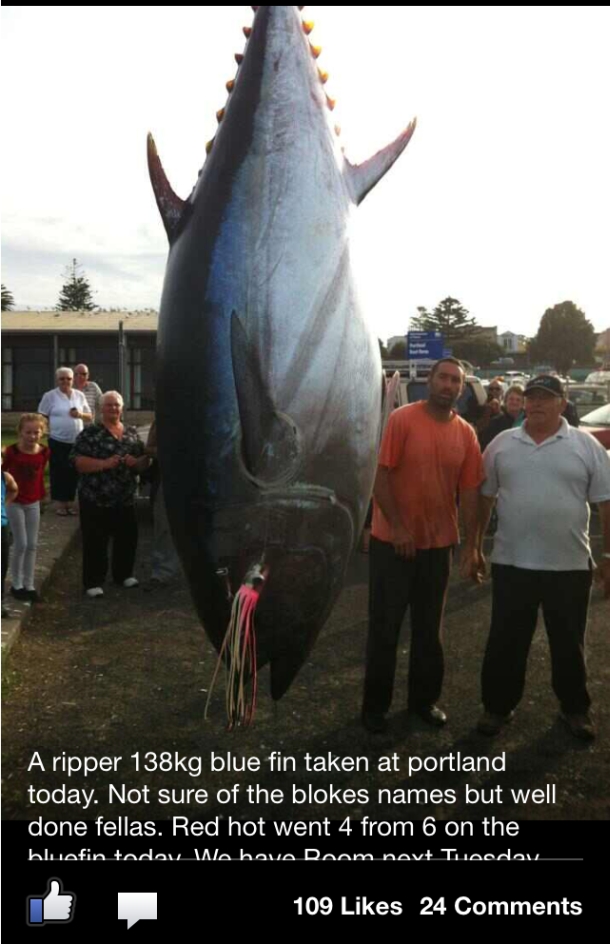 Monster Portland bluefin